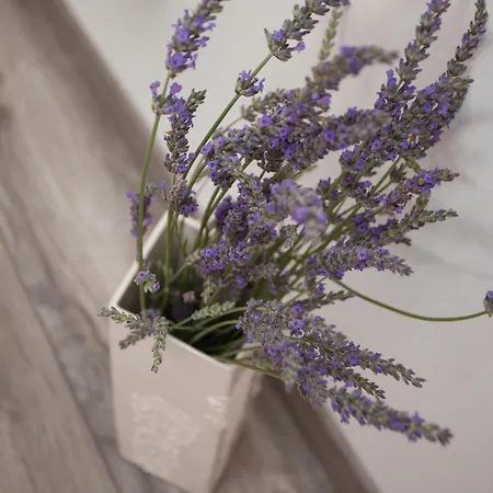 And Hey 4* 罗维尼